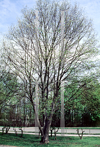 Picture of Acer pseudoplatanus 