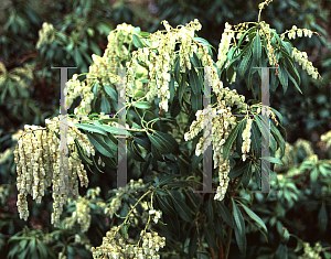 Picture of Pieris japonica 