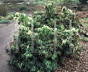 Picture of Pieris japonica 