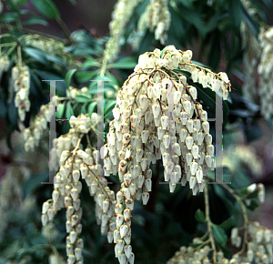 Picture of Pieris japonica 