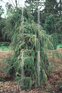 Picture of Juniperus communis 'Candelabriformis'