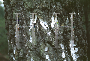 Picture of Betula pendula 