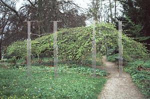 Picture of Fagus sylvatica 'Tortuosa'