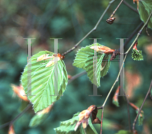 Picture of Fagus sylvatica 'Tortuosa'