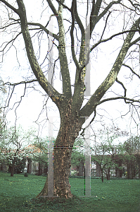 Picture of Platanus occidentalis 