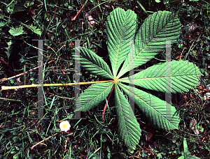 Picture of Aesculus hippocastanum 