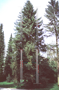 Picture of Picea asperata 