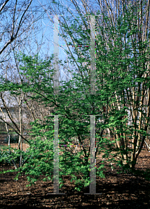Picture of Acer palmatum 'Aoyagi'