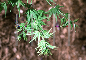 Picture of Acer palmatum 'Aoyagi'