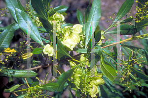 Picture of Dodonaea viscosa 