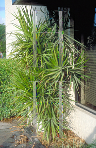 Picture of Dracaena marginata 