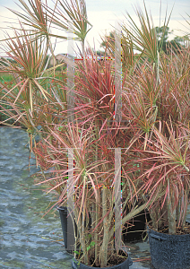 Picture of Dracaena cincta 'Tricolor'