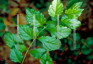 Picture of Duranta erecta 