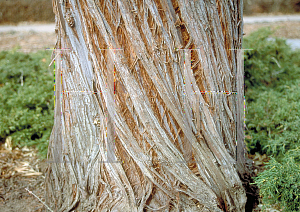 Picture of Elaeagnus angustifolia 