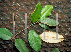 Picture of Elaeagnus pungens 