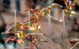 Picture of Enkianthus campanulatus 