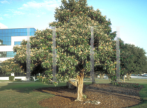 Picture of Eriobotrya japonica 