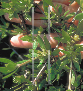 Picture of Putoria littoralis 