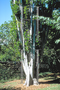 Picture of Erythrina variegata var. orientalis 'Tropic Coral'