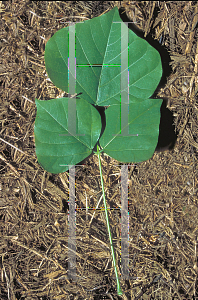 Picture of Erythrina variegata var. orientalis 'Tropic Coral'