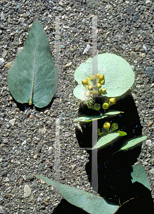 Picture of Eucalyptus cinerea 