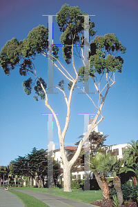 Picture of Eucalyptus citriodora 