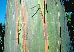 Picture of Eucalyptus deglupta 