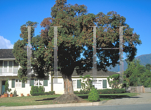 Picture of Eucalyptus ficifolia 