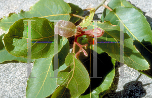 Picture of Eucalyptus torelliana 