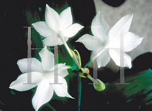 Picture of Eucharis x grandiflora 