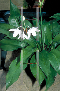 Picture of Eucharis x grandiflora 