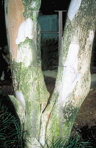 Picture of Eugenia uniflora 