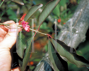 Picture of Euonymus europaeus 