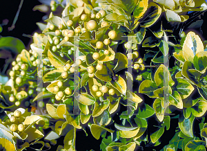 Picture of Euonymus japonicus '~Species'