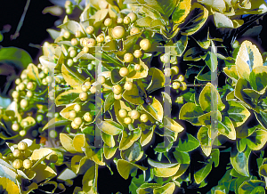 Picture of Euonymus japonicus 