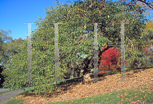 Picture of Euonymus hamiltonianus ssp. sieboldianus 