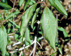 Picture of Euonymus hamiltonianus ssp. sieboldianus 