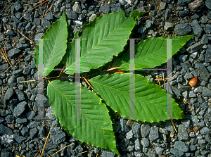 Picture of Fagus grandifolia 