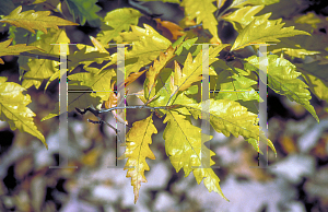 Picture of Fagus sylvatica 'Laciniata'