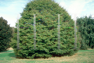 Picture of Fagus sylvatica 'Asplenifolia'