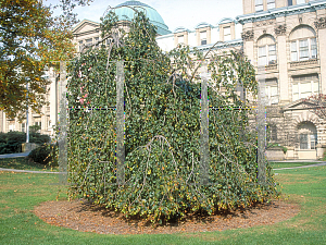 Picture of Fagus sylvatica 'Pendula'