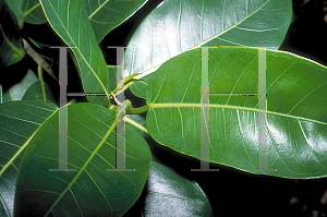 Picture of Ficus aurea 