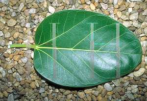 Picture of Ficus benghalensis 