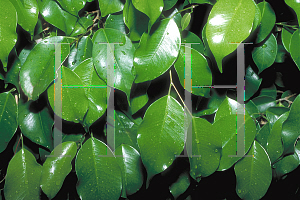 Picture of Ficus benjamina 