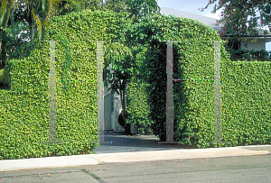 Picture of Ficus benjamina 