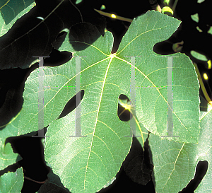 Picture of Ficus carica 