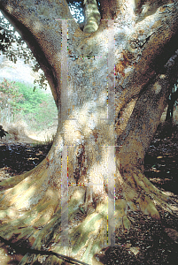 Picture of Ficus sycomorus 