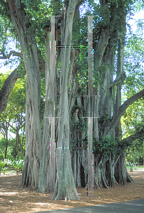 Picture of Ficus microcarpa 