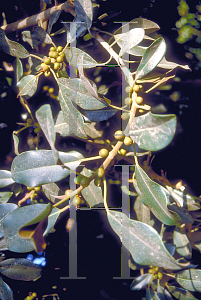 Picture of Ficus microcarpa 