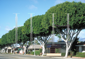 Picture of Ficus microcarpa 